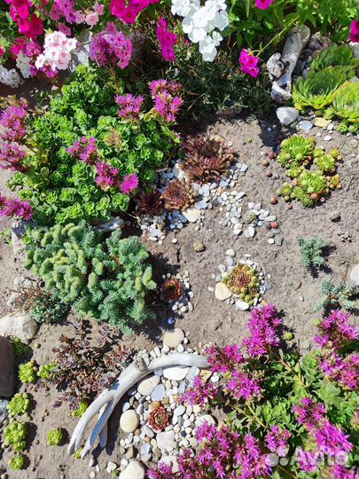 Набор растений Альпийский микс