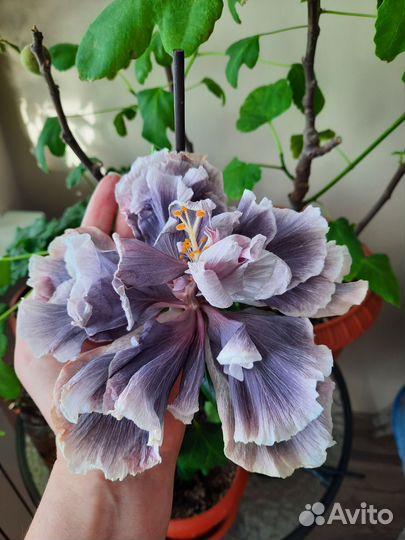 Гибискус сортовой Marianne Charlton