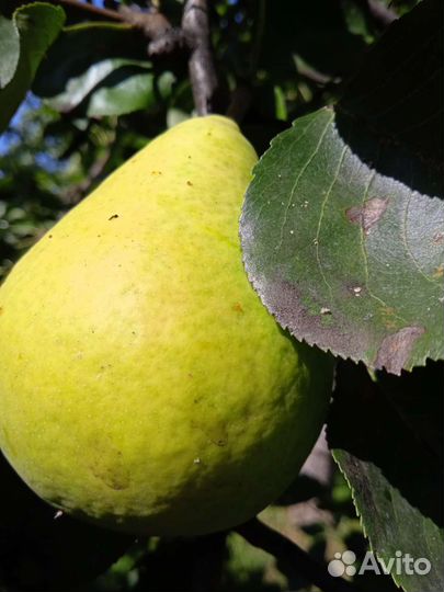 Яблоки и груши