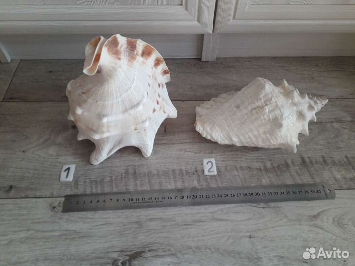 Ракушка большая 23см морская раковина