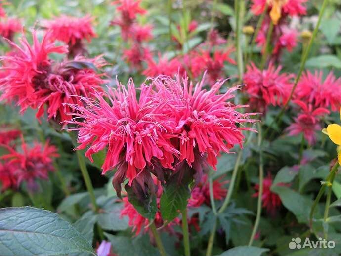 Бузульники, лилейники и другие цветы