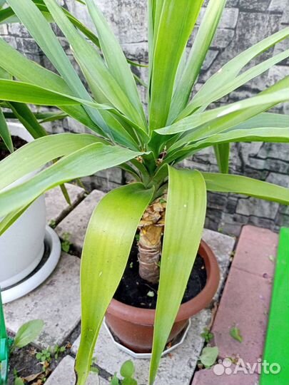 Хоста, ремонтантная машина, многолетние цветы