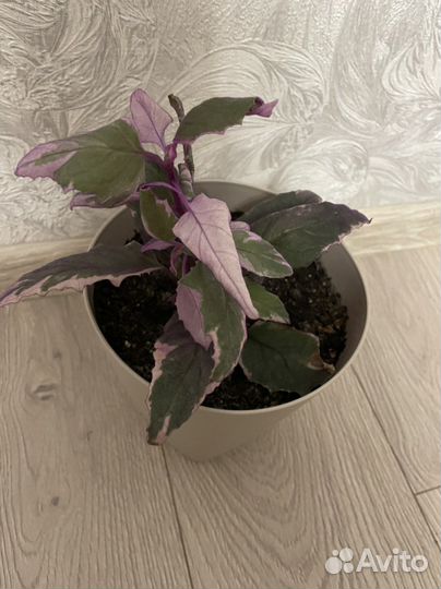 Гинура вариогатная