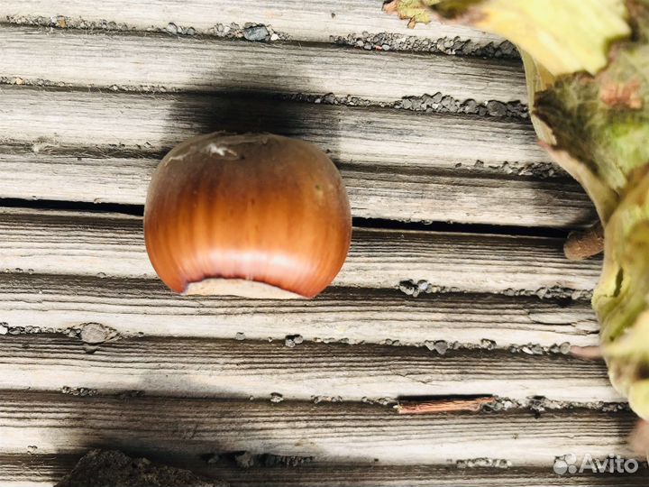 Фундук, инжир, гранат Саженцы