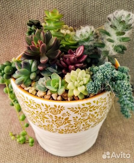 Садик из суккулентов