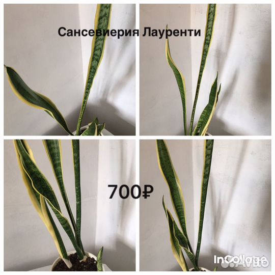 Сансевиерия Лауренти