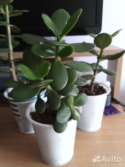 Крассула толстянка денежное дерево