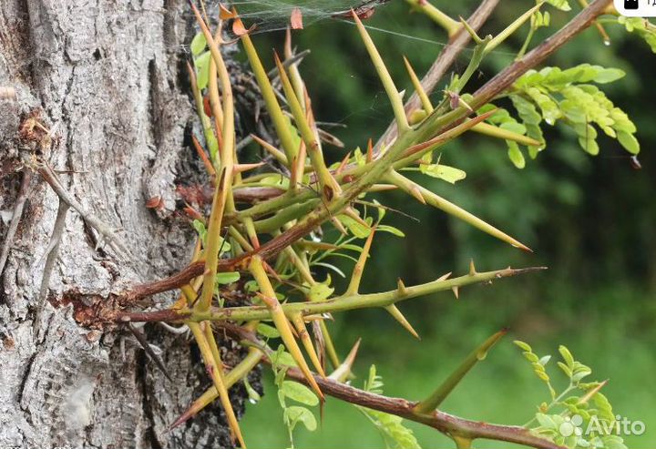 Гледичия трёхколючковая семена