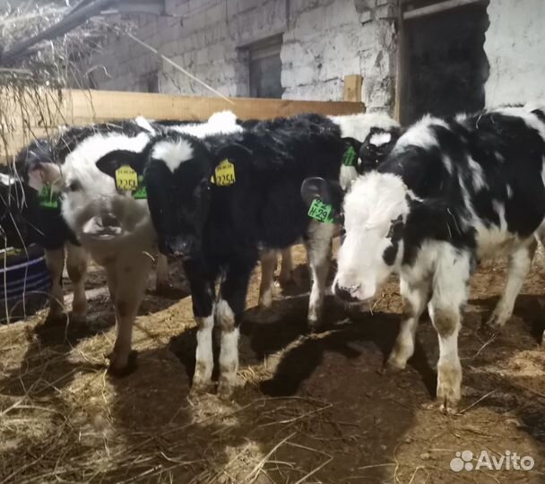 Телята бычки