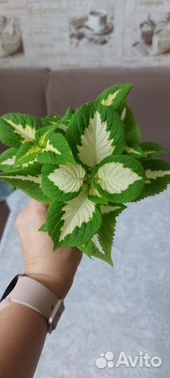 Колеус Визард 