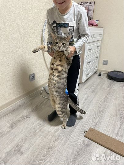 Бенгальский кот вязка