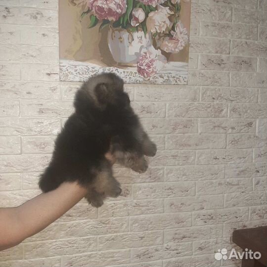 Померанский шпиц