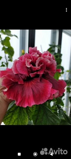 Гибискус флоридский Magnifigue