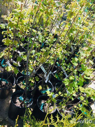 Саженцы плодовых И декоративных культур