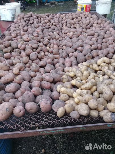 Продам домашний картофель