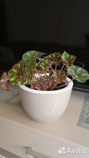 Бегония тигровая