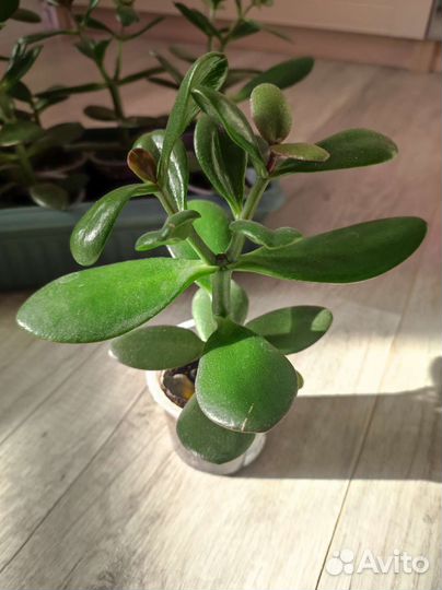 Денежное дерево толстянка крассула