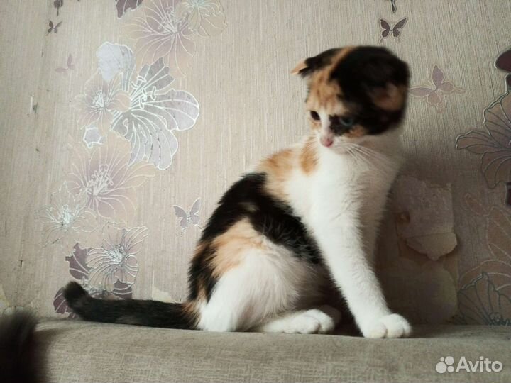 Шотландская помесь