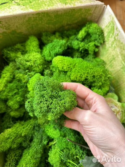 Стабилизированный мох