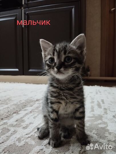 Котята в добрые руки