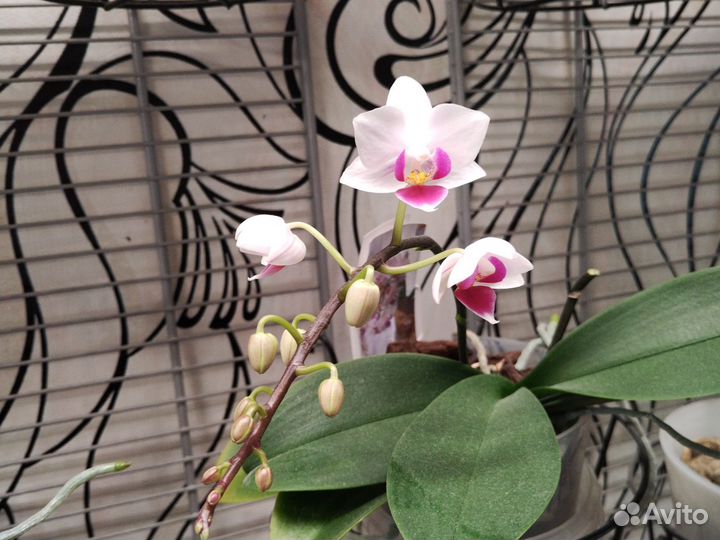 Орхидея сортовая