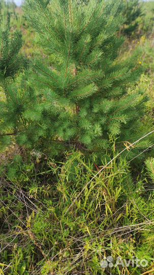 Деревья крупномеры