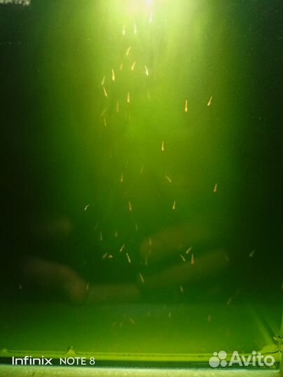 Креветки Амано