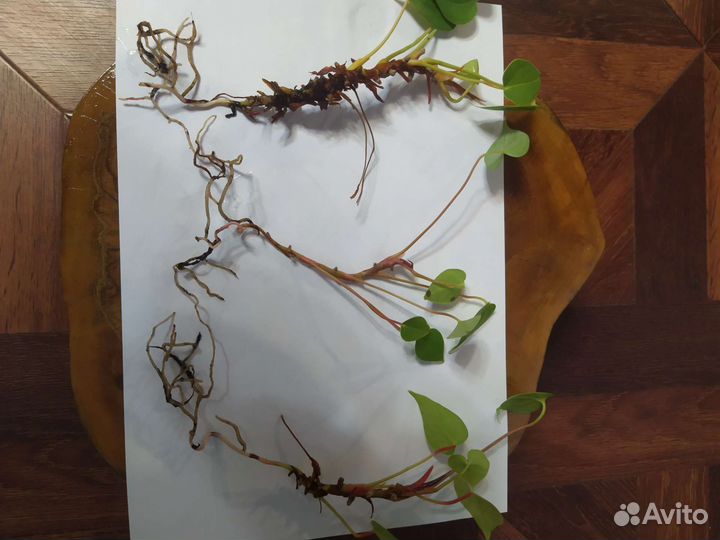 Комнатные цветы антуриум