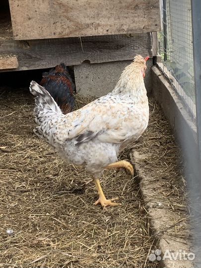 Молодые петушки