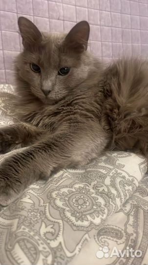 Молодая кошечка, ласкуша, в добрые руки