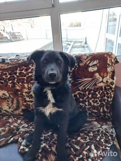 Метис овчарки