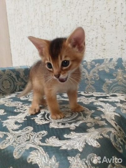 Абиссинский кот вязка