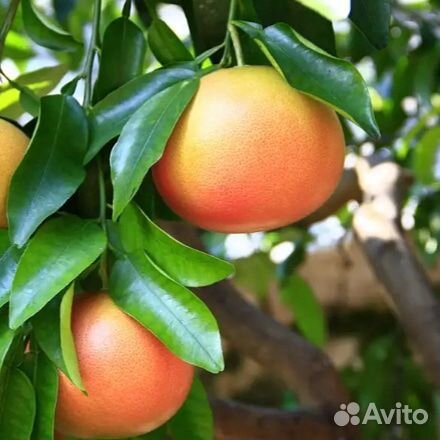 Экзотические растения