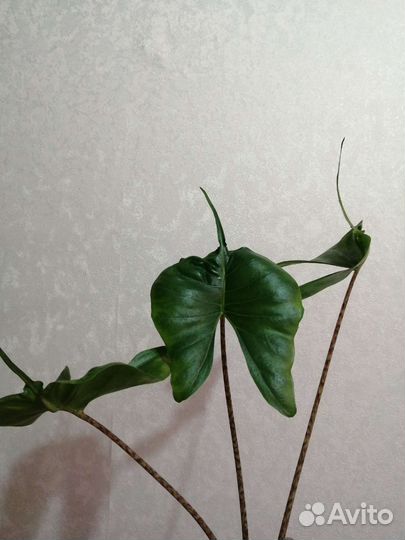 Алоказия Скат