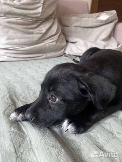 Щенки средней/небольшой собачки в добрые руки