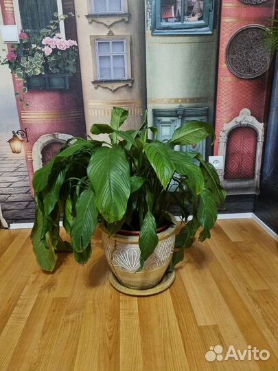 Спатифиллум Свит Сильвио