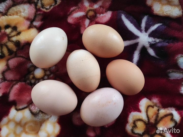 Яйцо домашнее