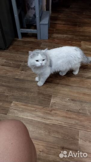 Шотландский котик в дар