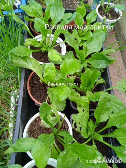 Рассада многолетних цветов