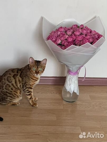 Бенгальская кошка