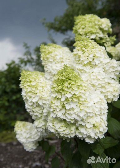 Гортензии садовые