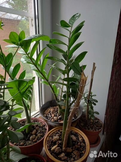 Комнатные цветы