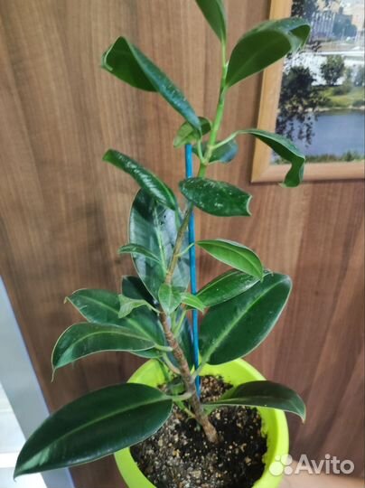 Фикус каучуконосный