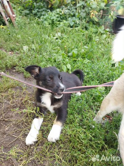 Щенок в добрые руки