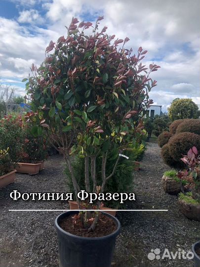 Фотиния Фразера