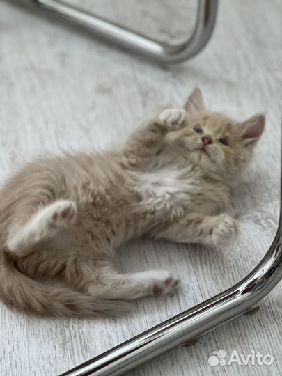 Котята мальчики