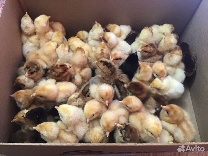 Цыплята Кучинская юбилейная