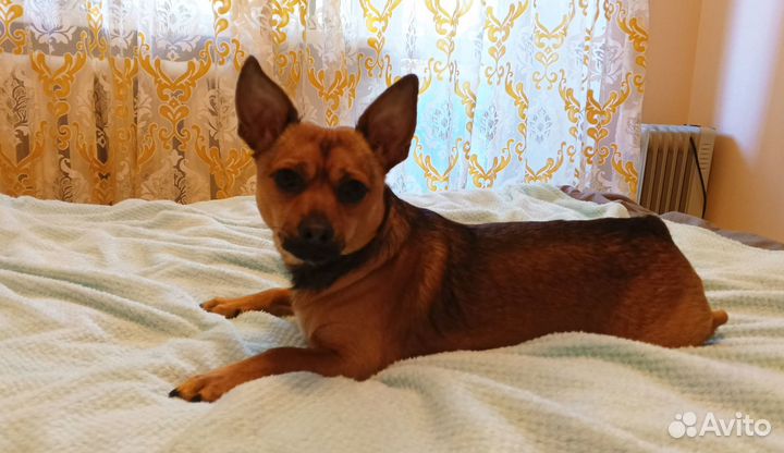 Вязка той-терьер