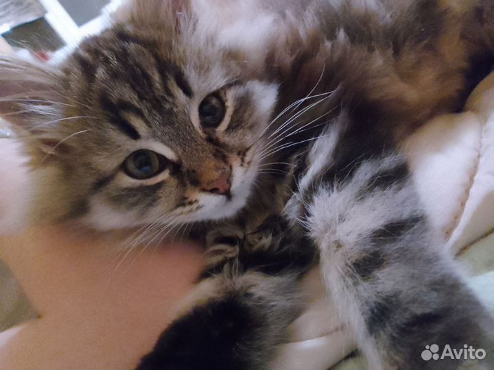 Кот