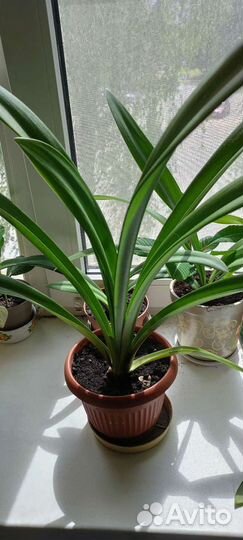 Гиппеаструм или амариллис